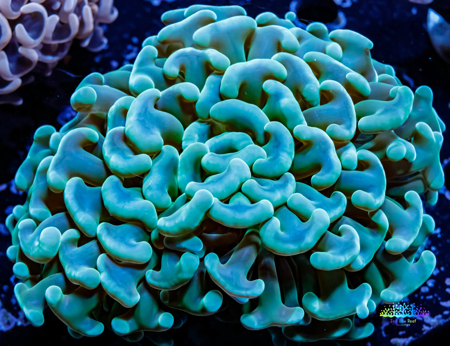 Ultra Jade Green Jelly Bean Tip Hammer Coral - WYSIWYG 8cm Ultra Jade Green Jelly Bean Tip Hammer Coral - WYSIWYG 8cm Aquarium Decor Ultra Jade Green Jelly Bean Tip Hammer Coral - WYSIWYG 8cm Zeo Box Reef