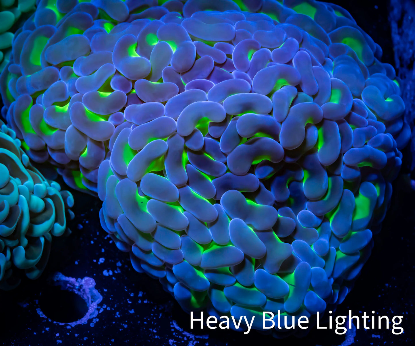 Ultra Jelly Bean Hammer Coral - WYSIWYG 10cm D1R6B1 Ultra Jelly Bean Hammer Coral - WYSIWYG 10cm D1R6B1 Aquarium Decor Ultra Jelly Bean Hammer Coral - WYSIWYG 10cm D1R6B1 Zeo Box Reef