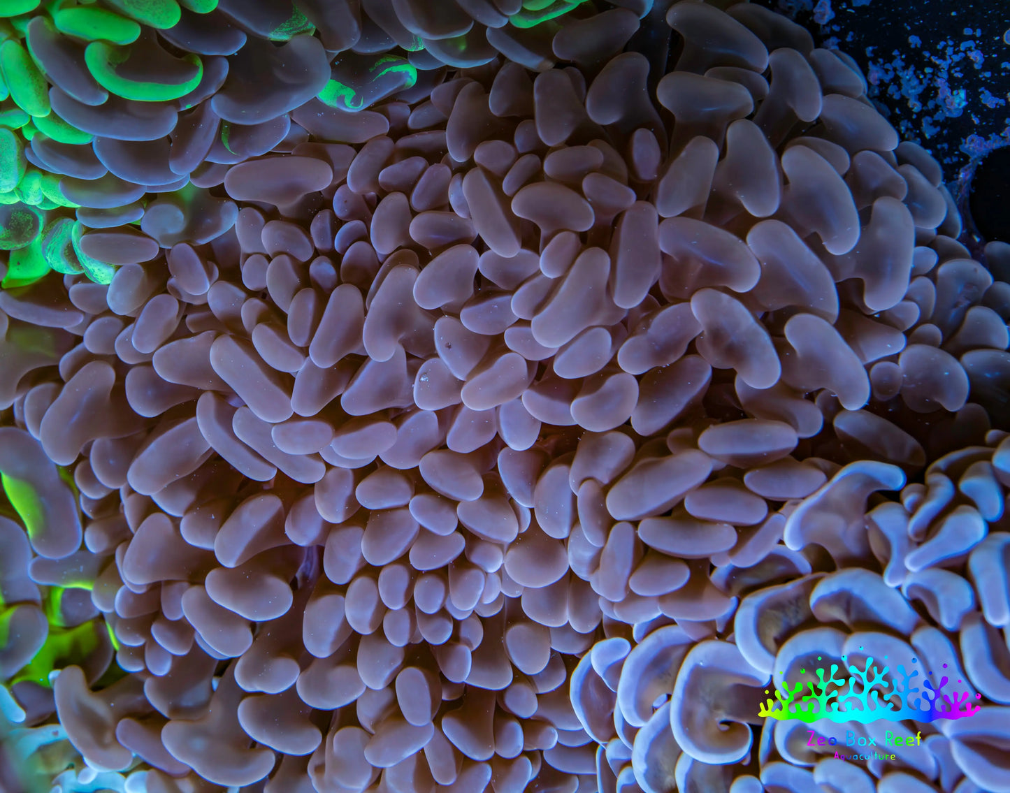 Ultra Jelly Bean Hammer Coral - WYSIWYG 10cm D3R6B1 Ultra Jelly Bean Hammer Coral - WYSIWYG 10cm D3R6B1 Aquarium Decor Ultra Jelly Bean Hammer Coral - WYSIWYG 10cm D3R6B1 Zeo Box Reef