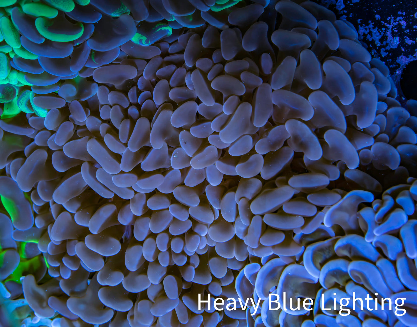 Ultra Jelly Bean Hammer Coral - WYSIWYG 10cm D3R6B1 Ultra Jelly Bean Hammer Coral - WYSIWYG 10cm D3R6B1 Aquarium Decor Ultra Jelly Bean Hammer Coral - WYSIWYG 10cm D3R6B1 Zeo Box Reef