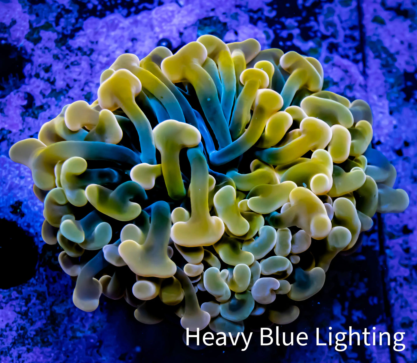 Ultra Jelly Bean Hammer Coral - WYSIWYG 5cm B6R5B1 Ultra Jelly Bean Hammer Coral - WYSIWYG 5cm B6R5B1 Aquarium Decor Ultra Jelly Bean Hammer Coral - WYSIWYG 5cm B6R5B1 Zeo Box Reef