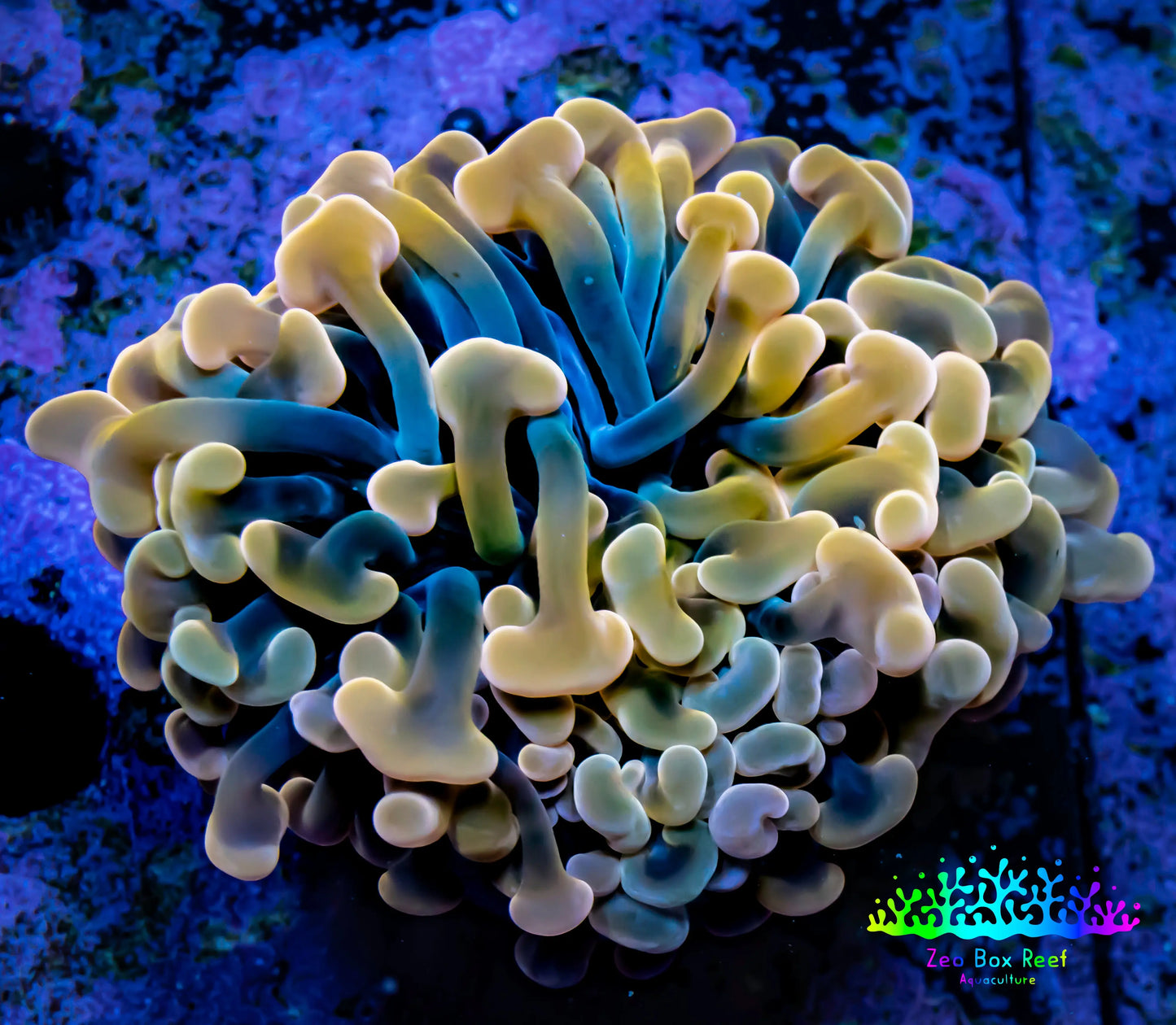 Ultra Jelly Bean Hammer Coral - WYSIWYG 5cm B6R5B1 Ultra Jelly Bean Hammer Coral - WYSIWYG 5cm B6R5B1 Aquarium Decor Ultra Jelly Bean Hammer Coral - WYSIWYG 5cm B6R5B1 Zeo Box Reef