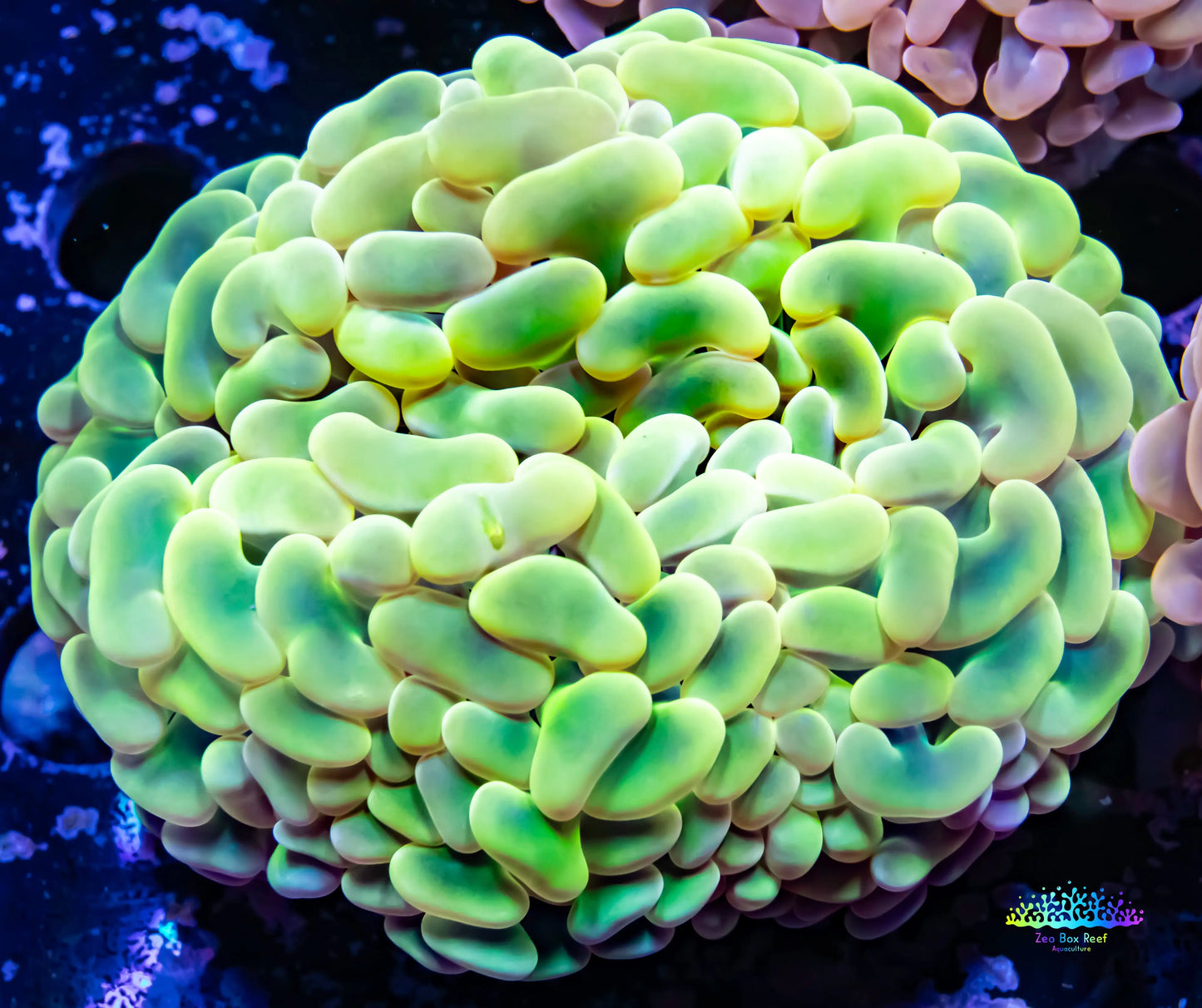 Ultra Jelly Bean Hammer Coral WYSIWYG 5cm Ultra Jelly Bean Hammer Coral WYSIWYG 5cm Aquarium Decor Ultra Jelly Bean Hammer Coral WYSIWYG 5cm Zeo Box Reef