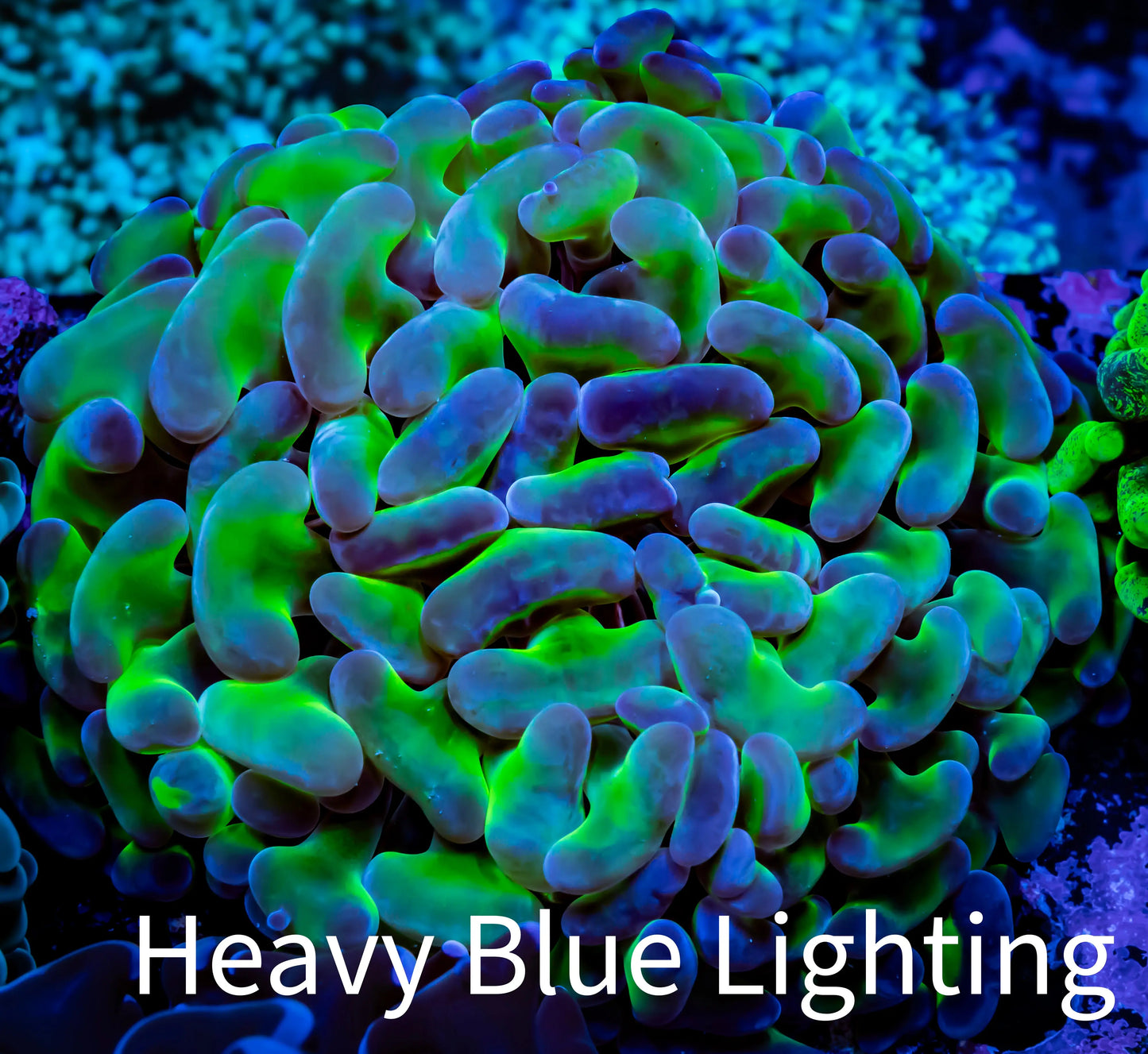 Ultra Jelly Bean Hammer Coral WYSIWYG 6cm A3R5B1 Ultra Jelly Bean Hammer Coral WYSIWYG 6cm A3R5B1 Aquarium Decor Ultra Jelly Bean Hammer Coral WYSIWYG 6cm A3R5B1 Zeo Box Reef