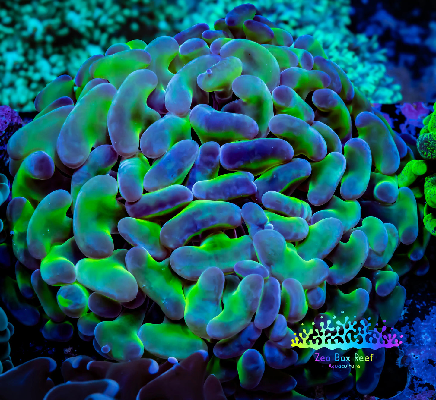 Ultra Jelly Bean Hammer Coral WYSIWYG 6cm A3R5B1 Ultra Jelly Bean Hammer Coral WYSIWYG 6cm A3R5B1 Aquarium Decor Ultra Jelly Bean Hammer Coral WYSIWYG 6cm A3R5B1 Zeo Box Reef