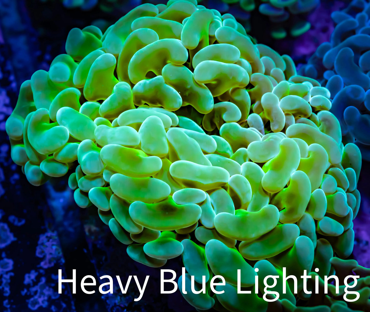 Ultra Jelly Bean Hammer Coral - WYSIWYG 8cm B1R5B1 Ultra Jelly Bean Hammer Coral - WYSIWYG 8cm B1R5B1 Aquarium Decor Ultra Jelly Bean Hammer Coral - WYSIWYG 8cm B1R5B1 Zeo Box Reef