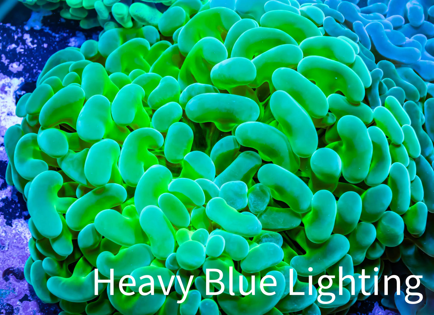 Ultra Jelly Bean Hammer Coral - WYSIWYG 8cm B1R5B1 Ultra Jelly Bean Hammer Coral - WYSIWYG 8cm B1R5B1 Aquarium Decor Ultra Jelly Bean Hammer Coral - WYSIWYG 8cm B1R5B1 Zeo Box Reef