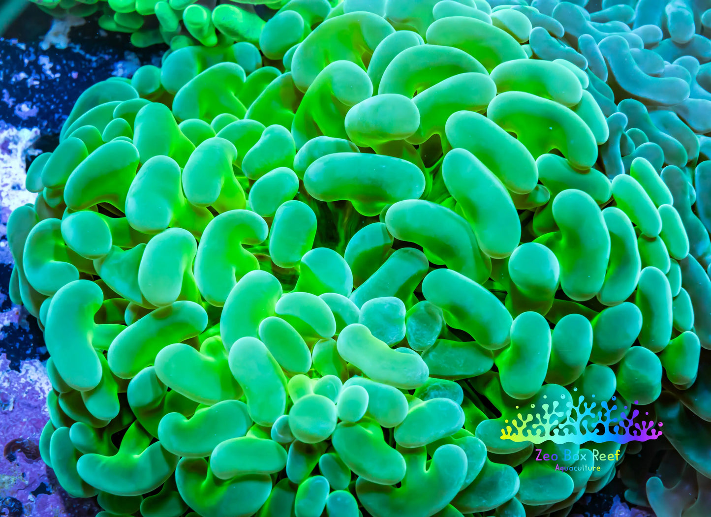Ultra Jelly Bean Hammer Coral - WYSIWYG 8cm B1R5B1 Ultra Jelly Bean Hammer Coral - WYSIWYG 8cm B1R5B1 Aquarium Decor Ultra Jelly Bean Hammer Coral - WYSIWYG 8cm B1R5B1 Zeo Box Reef