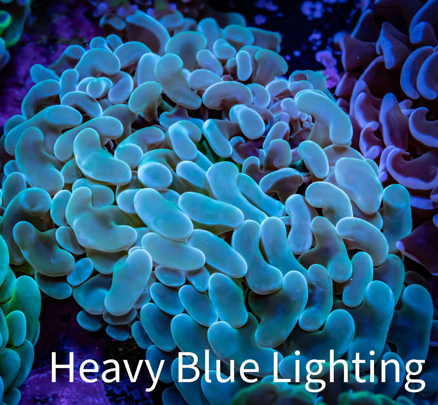 Ultra Jelly Bean Hammer Coral - WYSIWYG 8cm B2R5B1 Ultra Jelly Bean Hammer Coral - WYSIWYG 8cm B2R5B1 Aquarium Decor Ultra Jelly Bean Hammer Coral - WYSIWYG 8cm B2R5B1 Zeo Box Reef