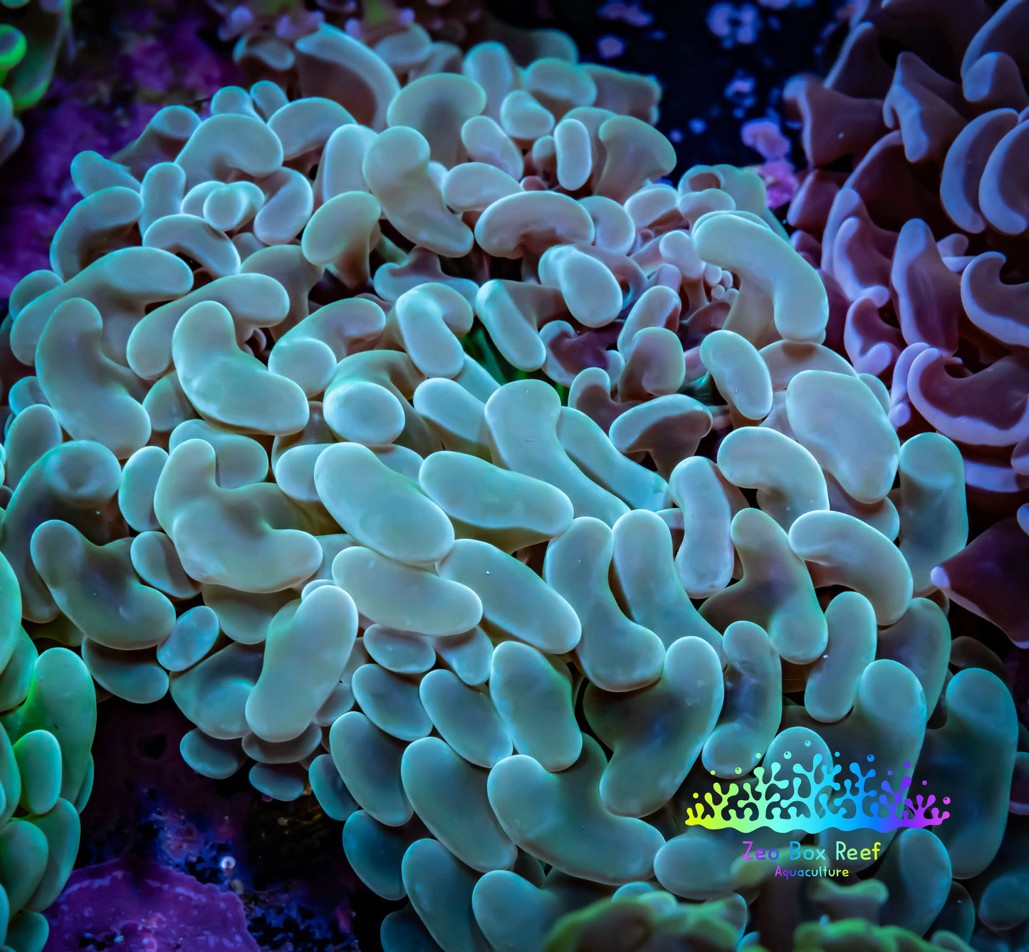 Ultra Jelly Bean Hammer Coral - WYSIWYG 8cm B2R5B1 Ultra Jelly Bean Hammer Coral - WYSIWYG 8cm B2R5B1 Aquarium Decor Ultra Jelly Bean Hammer Coral - WYSIWYG 8cm B2R5B1 Zeo Box Reef