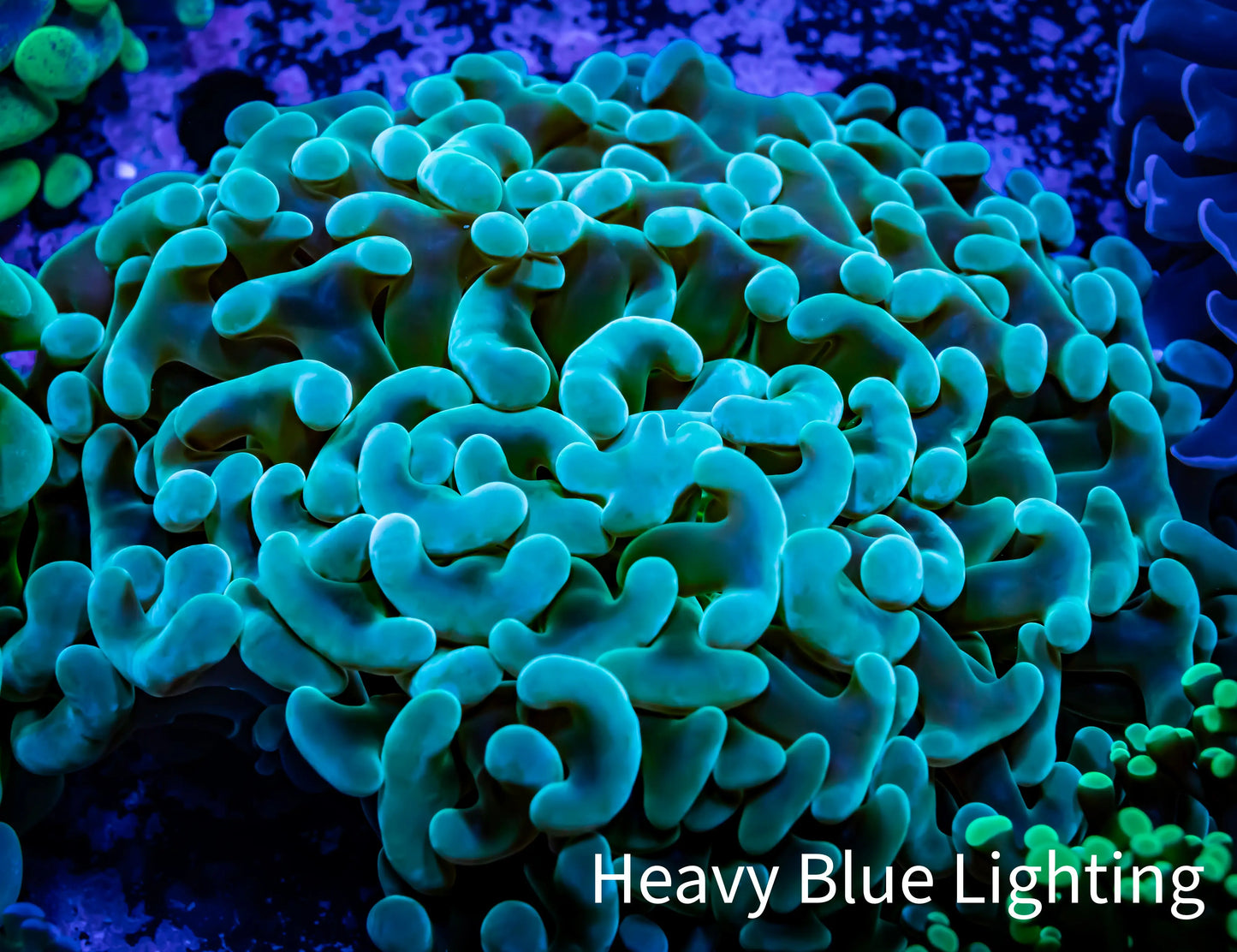 Ultra Jelly Bean Hammer Coral - WYSIWYG 8cm B2R5B1 Ultra Jelly Bean Hammer Coral - WYSIWYG 8cm B2R5B1 Aquarium Decor Ultra Jelly Bean Hammer Coral - WYSIWYG 8cm B2R5B1 Zeo Box Reef