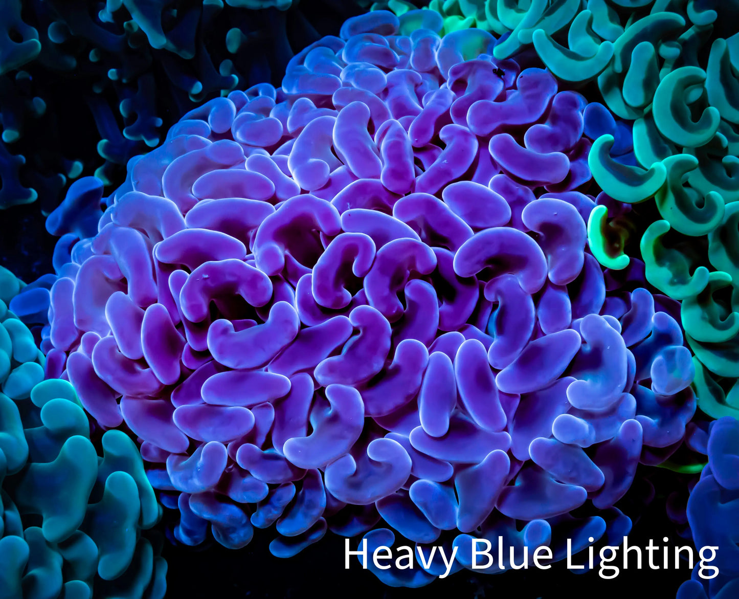 Ultra Jelly Bean Hammer Coral - WYSIWYG 8cm B2R6B1 Ultra Jelly Bean Hammer Coral - WYSIWYG 8cm B2R6B1 Aquarium Decor Ultra Jelly Bean Hammer Coral - WYSIWYG 8cm B2R6B1 Zeo Box Reef