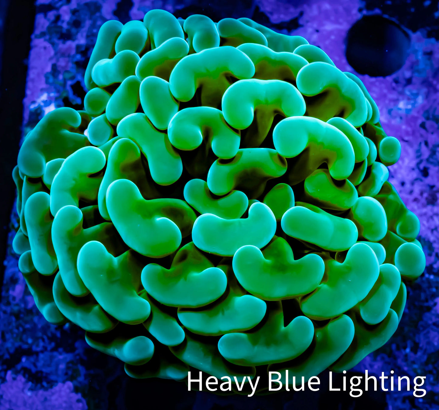 Ultra Jelly Bean Hammer Coral - WYSIWYG 8cm C1R5B1 Ultra Jelly Bean Hammer Coral - WYSIWYG 8cm C1R5B1 Aquarium Decor Ultra Jelly Bean Hammer Coral - WYSIWYG 8cm C1R5B1 Zeo Box Reef