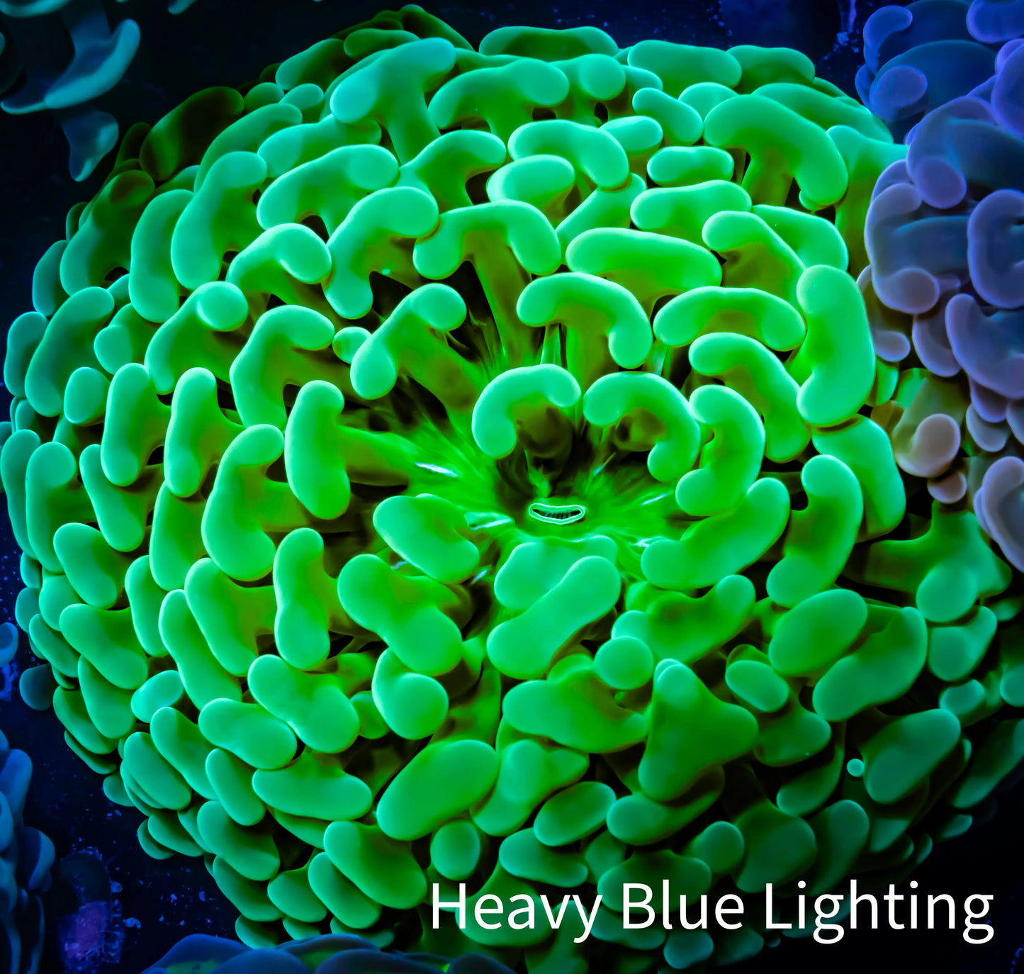 Ultra Jelly Bean Hammer Coral - WYSIWYG 8cm C2R6B1 Ultra Jelly Bean Hammer Coral - WYSIWYG 8cm C2R6B1 Aquarium Decor Ultra Jelly Bean Hammer Coral - WYSIWYG 8cm C2R6B1 Zeo Box Reef
