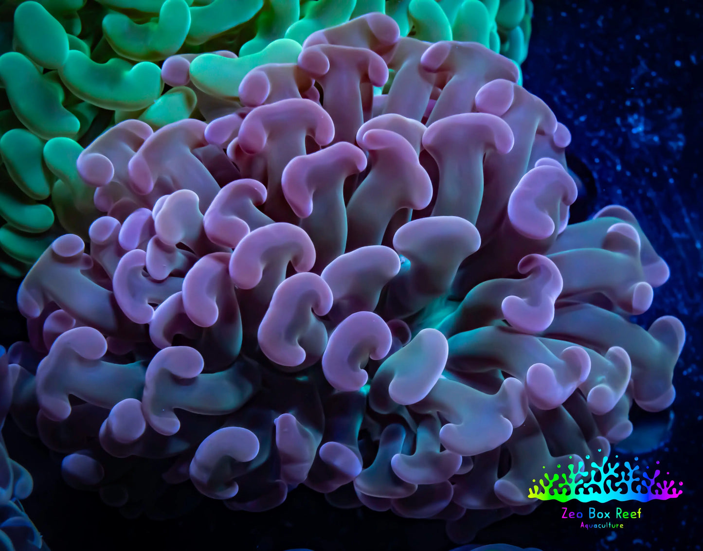 Ultra Jelly Bean Hammer Coral - WYSIWYG 8cm C3R6B1 Ultra Jelly Bean Hammer Coral - WYSIWYG 8cm C3R6B1 Aquarium Decor Ultra Jelly Bean Hammer Coral - WYSIWYG 8cm C3R6B1 Zeo Box Reef