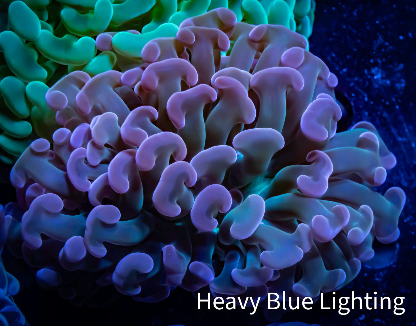 Ultra Jelly Bean Hammer Coral - WYSIWYG 8cm C3R6B1 Ultra Jelly Bean Hammer Coral - WYSIWYG 8cm C3R6B1 Aquarium Decor Ultra Jelly Bean Hammer Coral - WYSIWYG 8cm C3R6B1 Zeo Box Reef