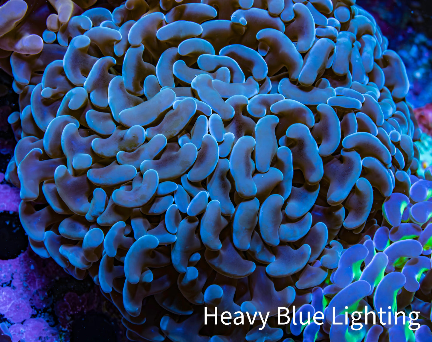 Ultra Jelly Bean Tip Teal Blue Hammer Coral - WYSIWYG 9cm A3R6B1 Ultra Jelly Bean Tip Teal Blue Hammer Coral - WYSIWYG 9cm A3R6B1 Aquarium Decor Ultra Jelly Bean Tip Teal Blue Hammer Coral - WYSIWYG 9cm A3R6B1 Zeo Box Reef