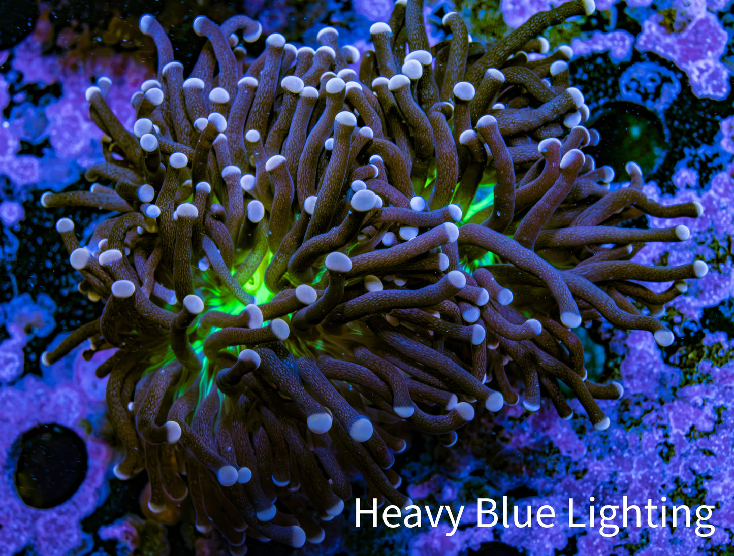 Ultra Joker Torch Coral 6cm WYSIWYG Ultra Joker Torch Coral 6cm WYSIWYG LPS Ultra Joker Torch Coral 6cm WYSIWYG Zeo Box Reef