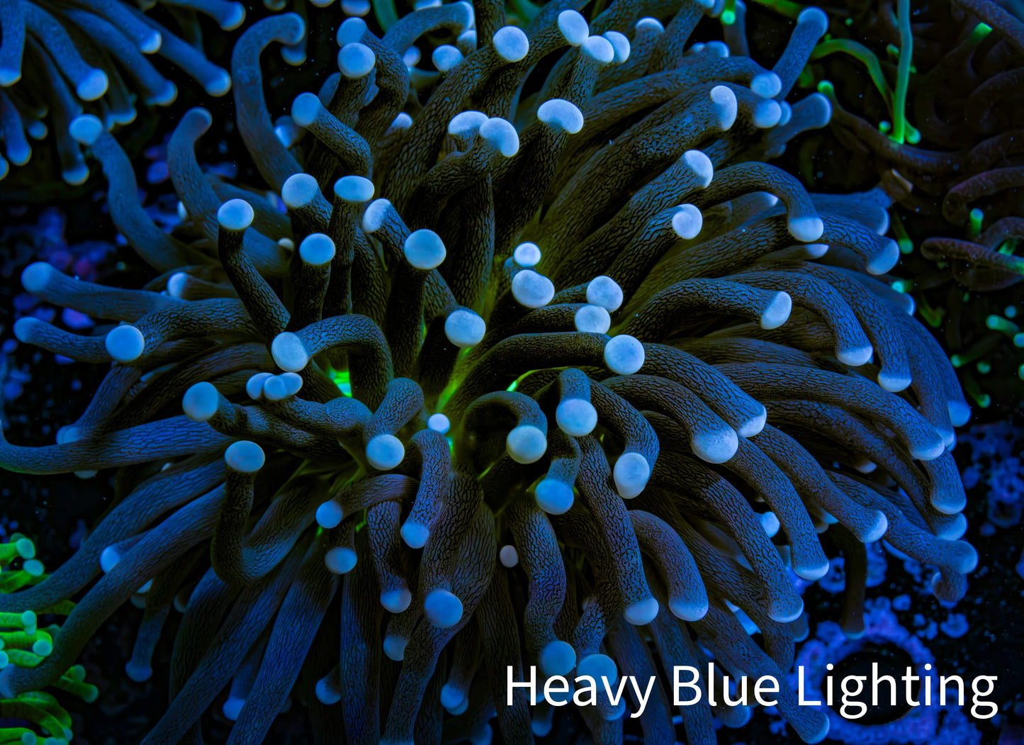 Ultra Joker Torch Coral 7cm WYSIWYG D5R1B1 Ultra Joker Torch Coral 7cm WYSIWYG D5R1B1 LPS Ultra Joker Torch Coral 7cm WYSIWYG D5R1B1 Zeo Box Reef