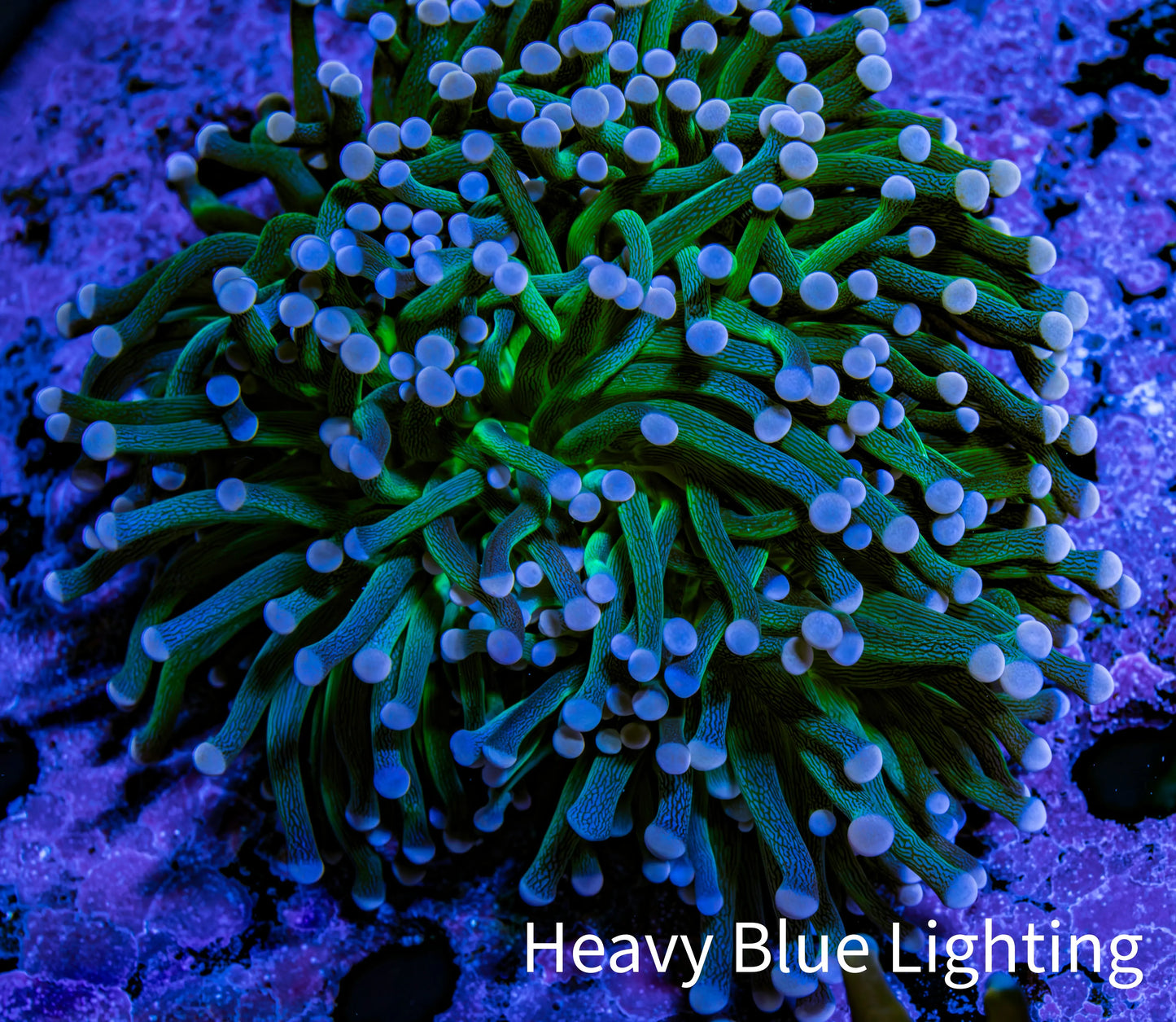 Ultra Joker Torch Coral WYSIWYG 7cm Ultra Joker Torch Coral WYSIWYG 7cm LPS Ultra Joker Torch Coral WYSIWYG 7cm Zeo Box Reef
