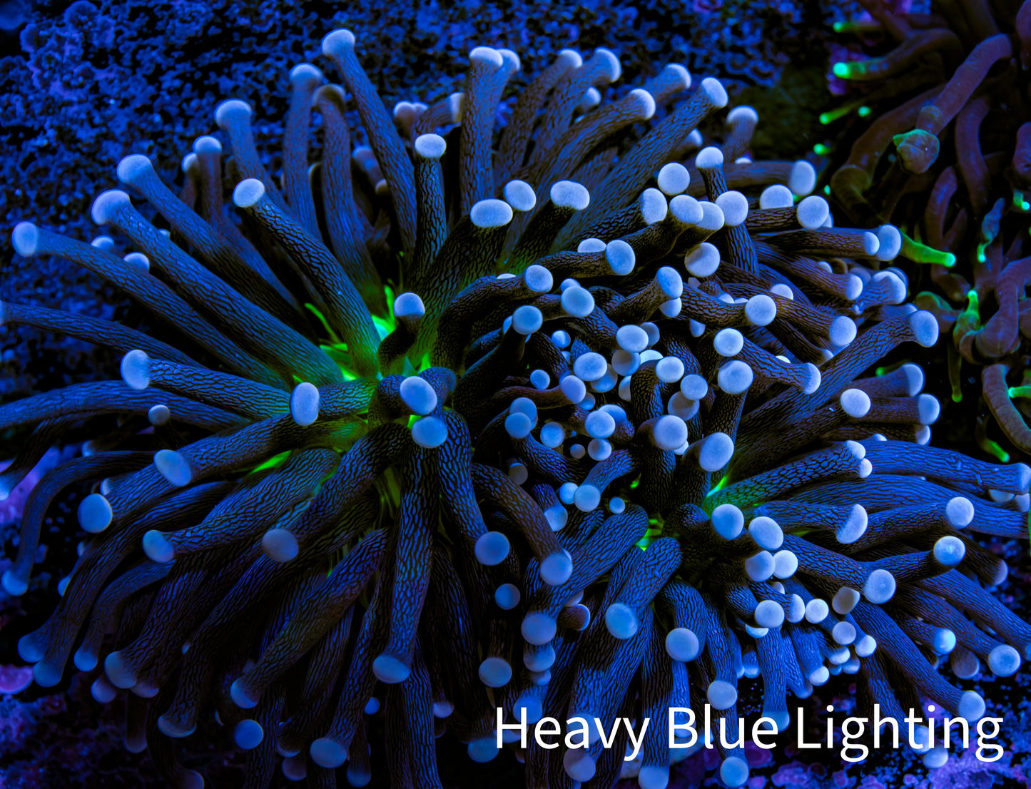 Ultra Joker Torch Coral WYSIWYG 8cm Ultra Joker Torch Coral WYSIWYG 8cm LPS Ultra Joker Torch Coral WYSIWYG 8cm Zeo Box Reef