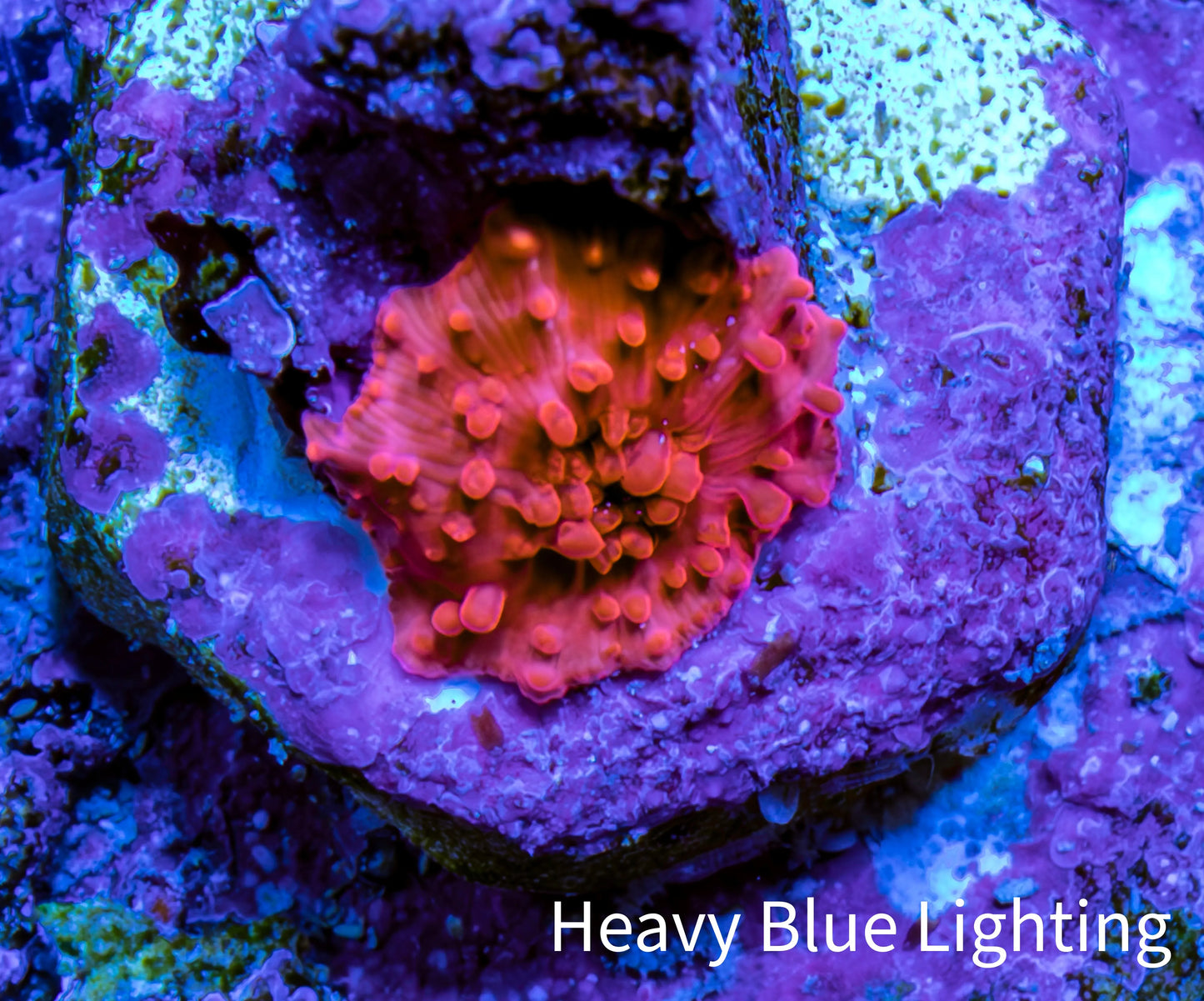 Ultra Lava Red Corallimorph Coral WYSIWYG 0.5cm A9R1B2 Ultra Lava Red Corallimorph Coral WYSIWYG 0.5cm A9R1B2 Animals & Pet Supplies Ultra Lava Red Corallimorph Coral WYSIWYG 0.5cm A9R1B2 Zeo Box Reef