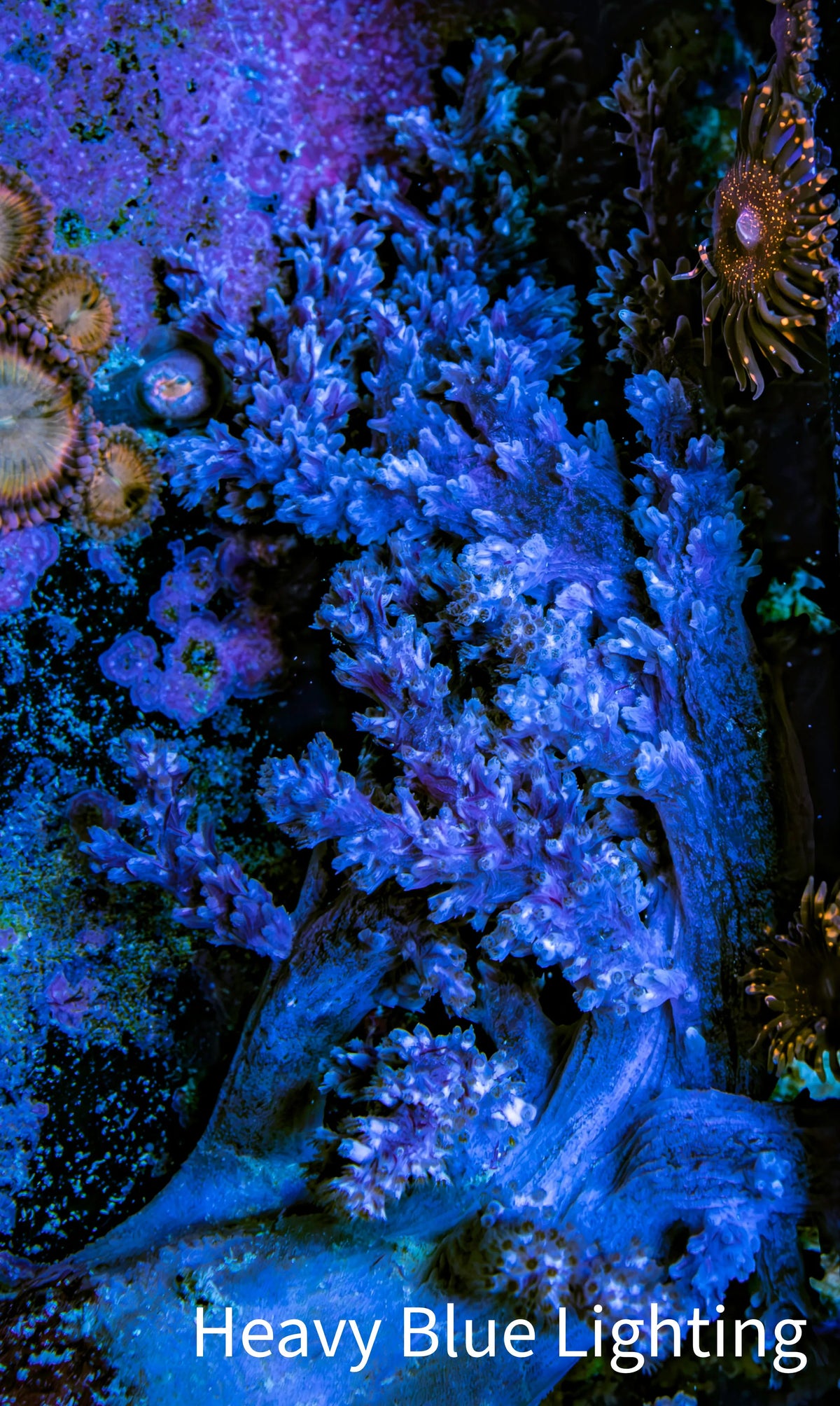 Ultra Lilac White Polyp Nepthea Coral WYSIWYG Ultra Lilac White Polyp Nepthea Coral WYSIWYG Soft Coral Ultra Lilac White Polyp Nepthea Coral WYSIWYG Zeo Box Reef