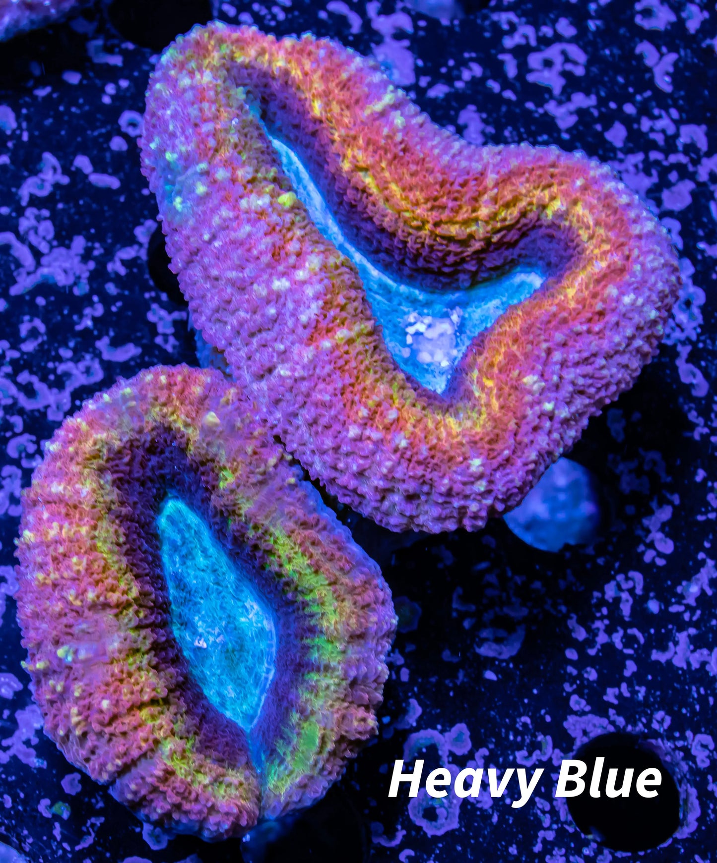 Ultra Lobophyllia Hemprichii - Lobo Coral WYSIWYG 6cm Ultra Lobophyllia Hemprichii - Lobo Coral WYSIWYG 6cm LPS Ultra Lobophyllia Hemprichii - Lobo Coral WYSIWYG 6cm Zeo Box Reef