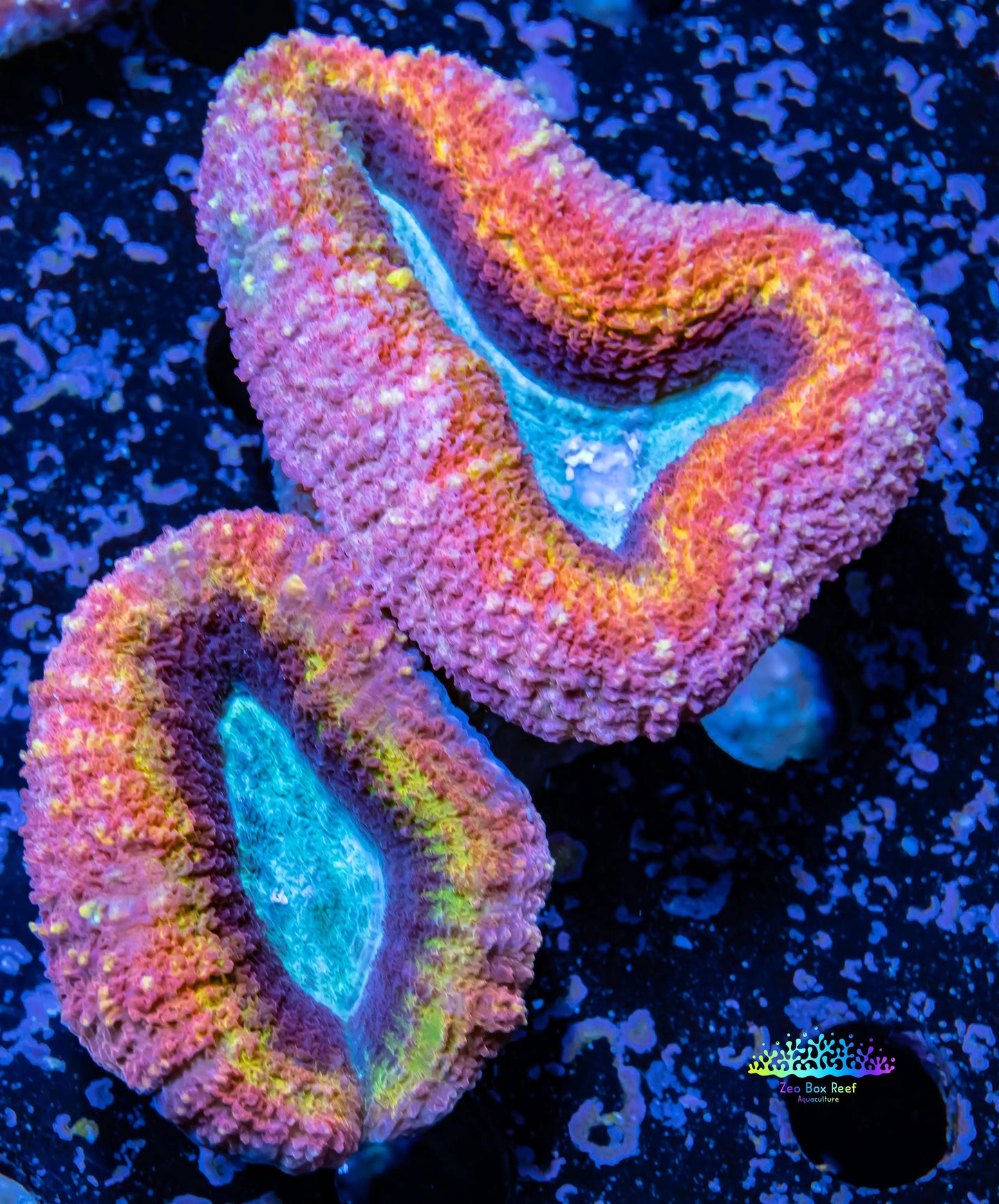 Ultra Lobophyllia Hemprichii - Lobo Coral WYSIWYG 6cm Ultra Lobophyllia Hemprichii - Lobo Coral WYSIWYG 6cm LPS Ultra Lobophyllia Hemprichii - Lobo Coral WYSIWYG 6cm Zeo Box Reef