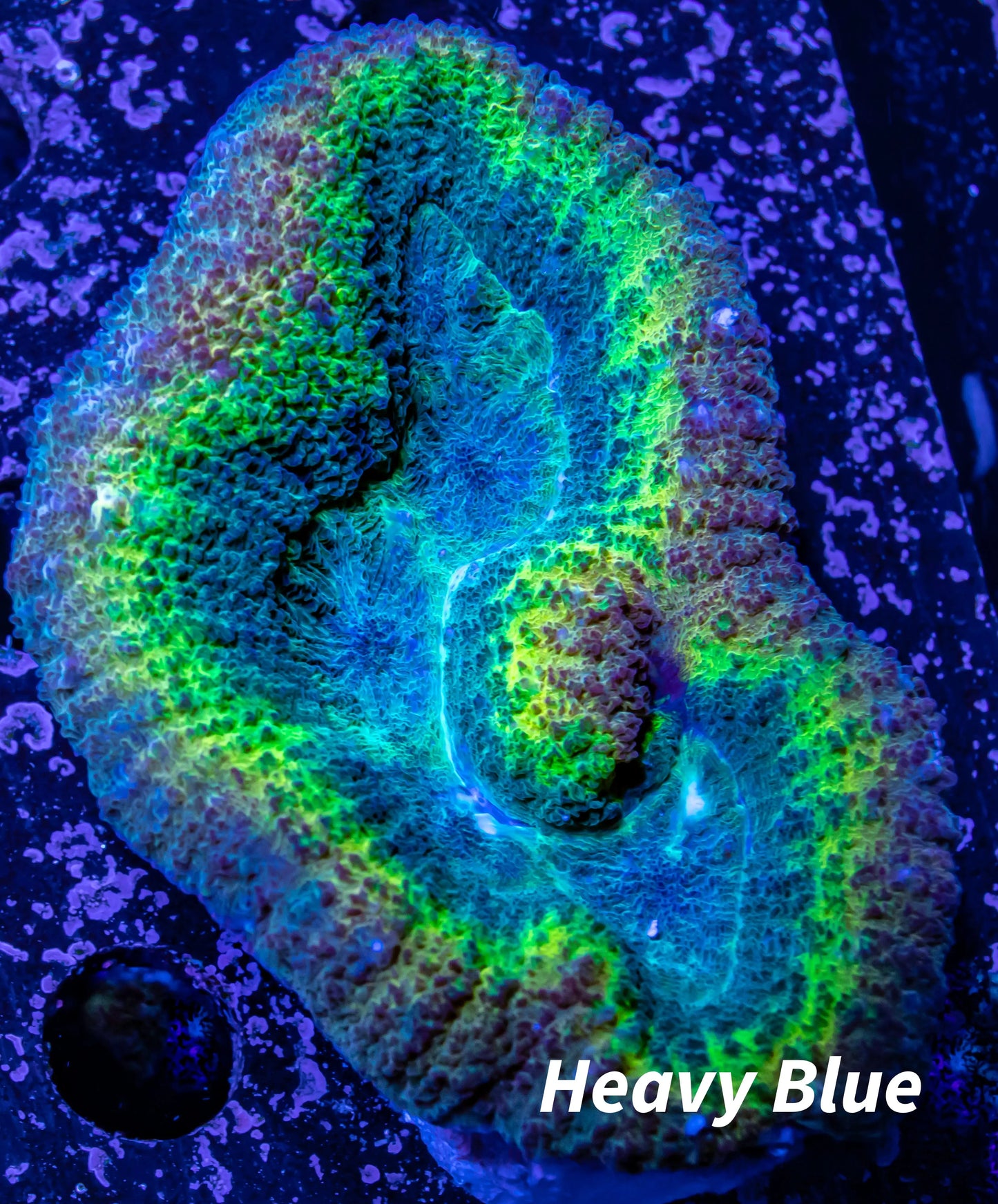 Ultra Lobophyllia Pachysepta - Lobo Coral WYSIWYG 6cm Ultra Lobophyllia Pachysepta - Lobo Coral WYSIWYG 6cm LPS Ultra Lobophyllia Pachysepta - Lobo Coral WYSIWYG 6cm Zeo Box Reef