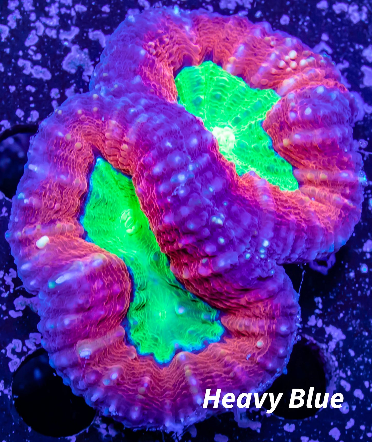 Ultra Lobophyllia Pachysepta - Ultra Lobo Coral WYSIWYG 7cm Ultra Lobophyllia Pachysepta - Ultra Lobo Coral WYSIWYG 7cm LPS Ultra Lobophyllia Pachysepta - Ultra Lobo Coral WYSIWYG 7cm Zeo Box Reef