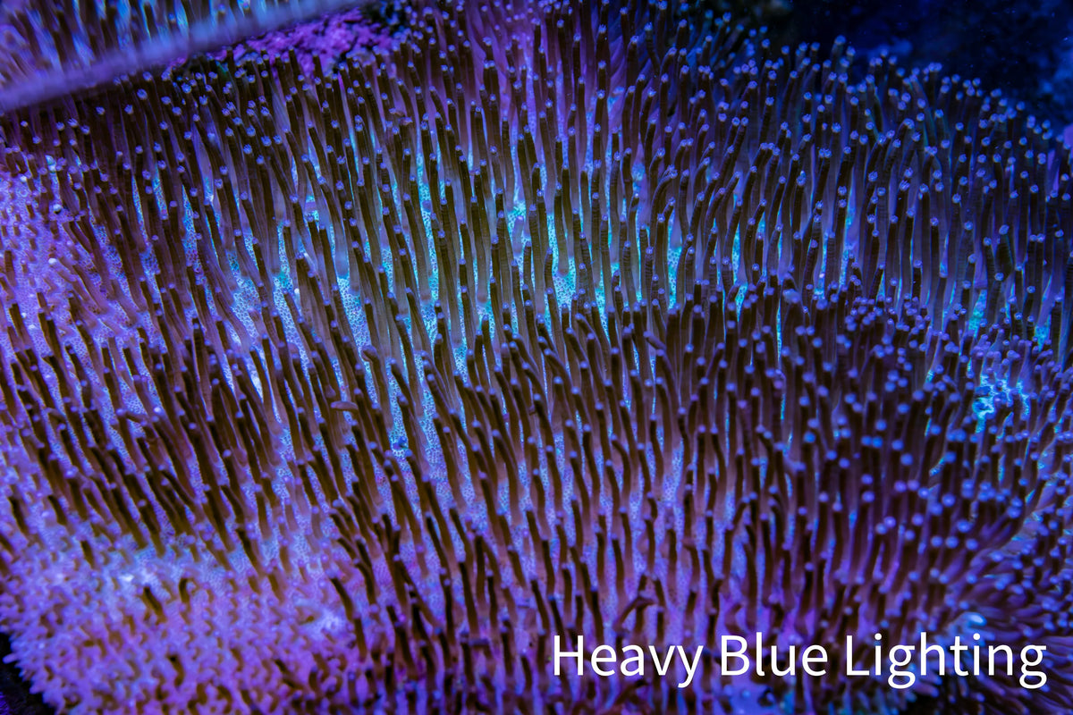 Ultra Long Polyp Leather Coral WYSIWYG 10cm Ultra Long Polyp Leather Coral WYSIWYG 10cm Soft Coral Ultra Long Polyp Leather Coral WYSIWYG 10cm Zeo Box Reef