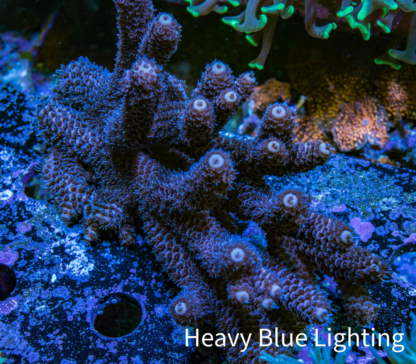 Ultra Millepora WYSIWYG A2R5B1 10cm Ultra Millepora WYSIWYG A2R5B1 10cm SPS Ultra Millepora WYSIWYG A2R5B1 10cm Zeo Box Reef