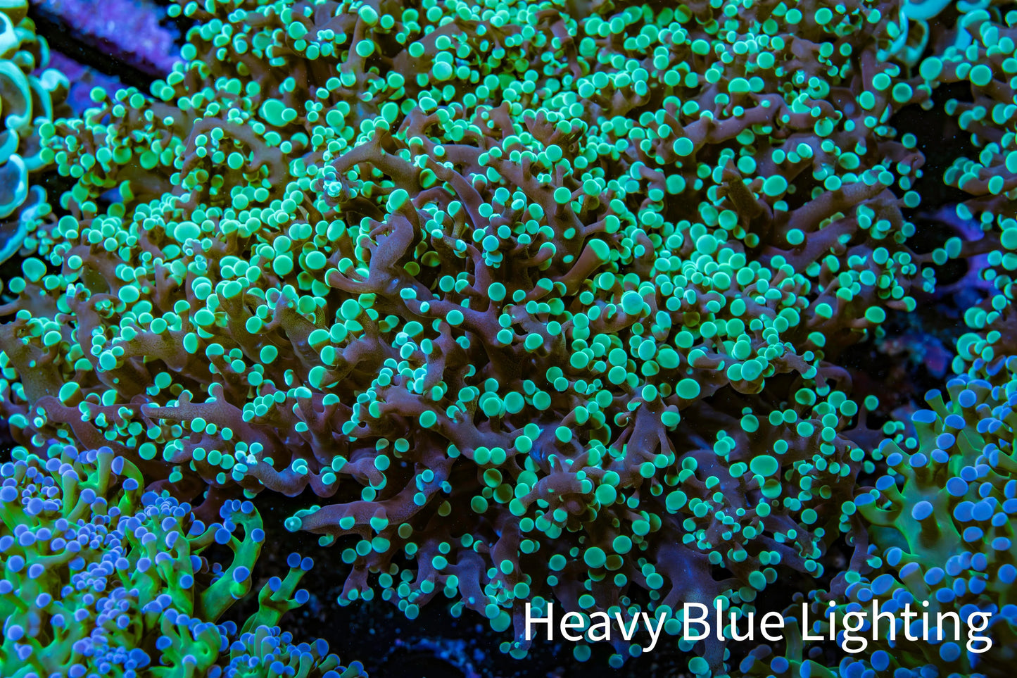 Ultra Mint Green Tip Frogspawn Coral - WYSIWYG 10cm C3R5B1 Ultra Mint Green Tip Frogspawn Coral - WYSIWYG 10cm C3R5B1 LPS Ultra Mint Green Tip Frogspawn Coral - WYSIWYG 10cm C3R5B1 Zeo Box Reef