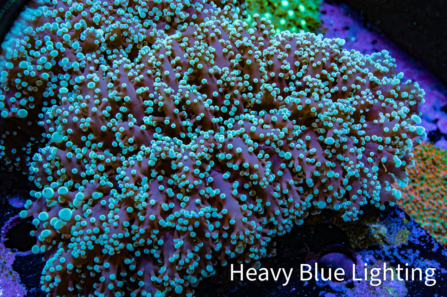 Ultra Mint Green Tip Frogspawn Coral - WYSIWYG 12cm A11R5B1 Ultra Mint Green Tip Frogspawn Coral - WYSIWYG 12cm A11R5B1 LPS Ultra Mint Green Tip Frogspawn Coral - WYSIWYG 12cm A11R5B1 Zeo Box Reef