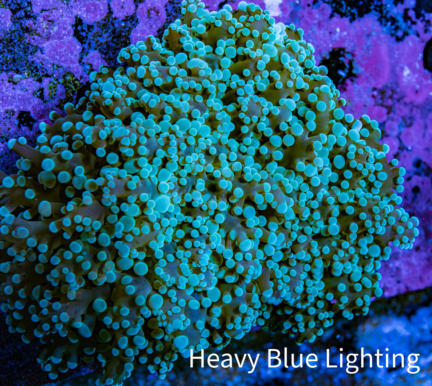 Ultra Mint Green Tip Frogspawn Coral - WYSIWYG 7cm Ultra Mint Green Tip Frogspawn Coral - WYSIWYG 7cm LPS Ultra Mint Green Tip Frogspawn Coral - WYSIWYG 7cm Zeo Box Reef