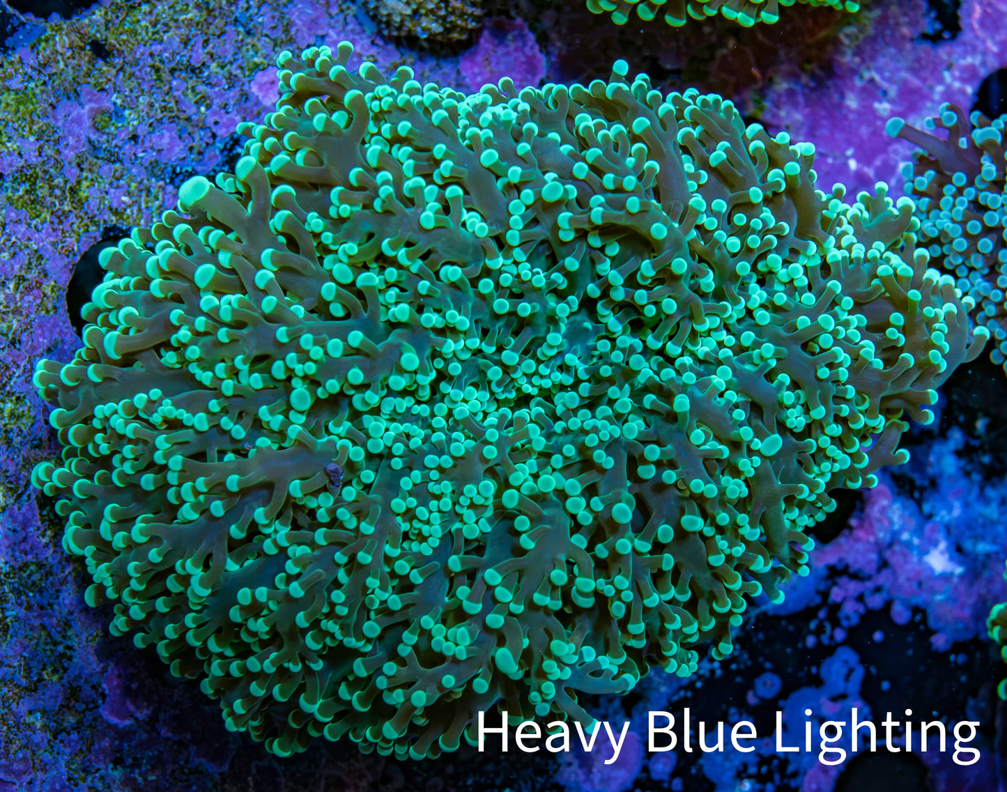 Ultra Mint Green Tip Frogspawn Coral - WYSIWYG 9cm B1R5B1 Ultra Mint Green Tip Frogspawn Coral - WYSIWYG 9cm B1R5B1 LPS Ultra Mint Green Tip Frogspawn Coral - WYSIWYG 9cm B1R5B1 Zeo Box Reef