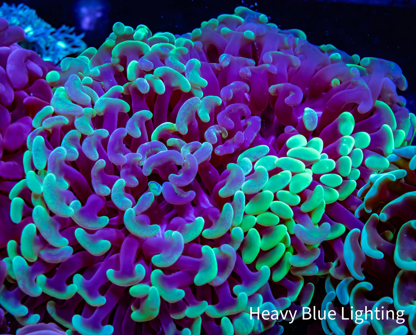 Ultra Mottled Hammer Coral WYSIWYG 10cm Ultra Mottled Hammer Coral WYSIWYG 10cm Aquarium Decor Ultra Mottled Hammer Coral WYSIWYG 10cm Zeo Box Reef