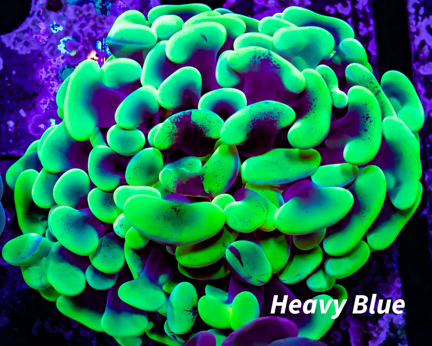 Ultra Mottled Toxic Green Tip Hammer Coral WYSIWYG 6cm Ultra Mottled Toxic Green Tip Hammer Coral WYSIWYG 6cm Aquarium Decor Ultra Mottled Toxic Green Tip Hammer Coral WYSIWYG 6cm Zeo Box Reef