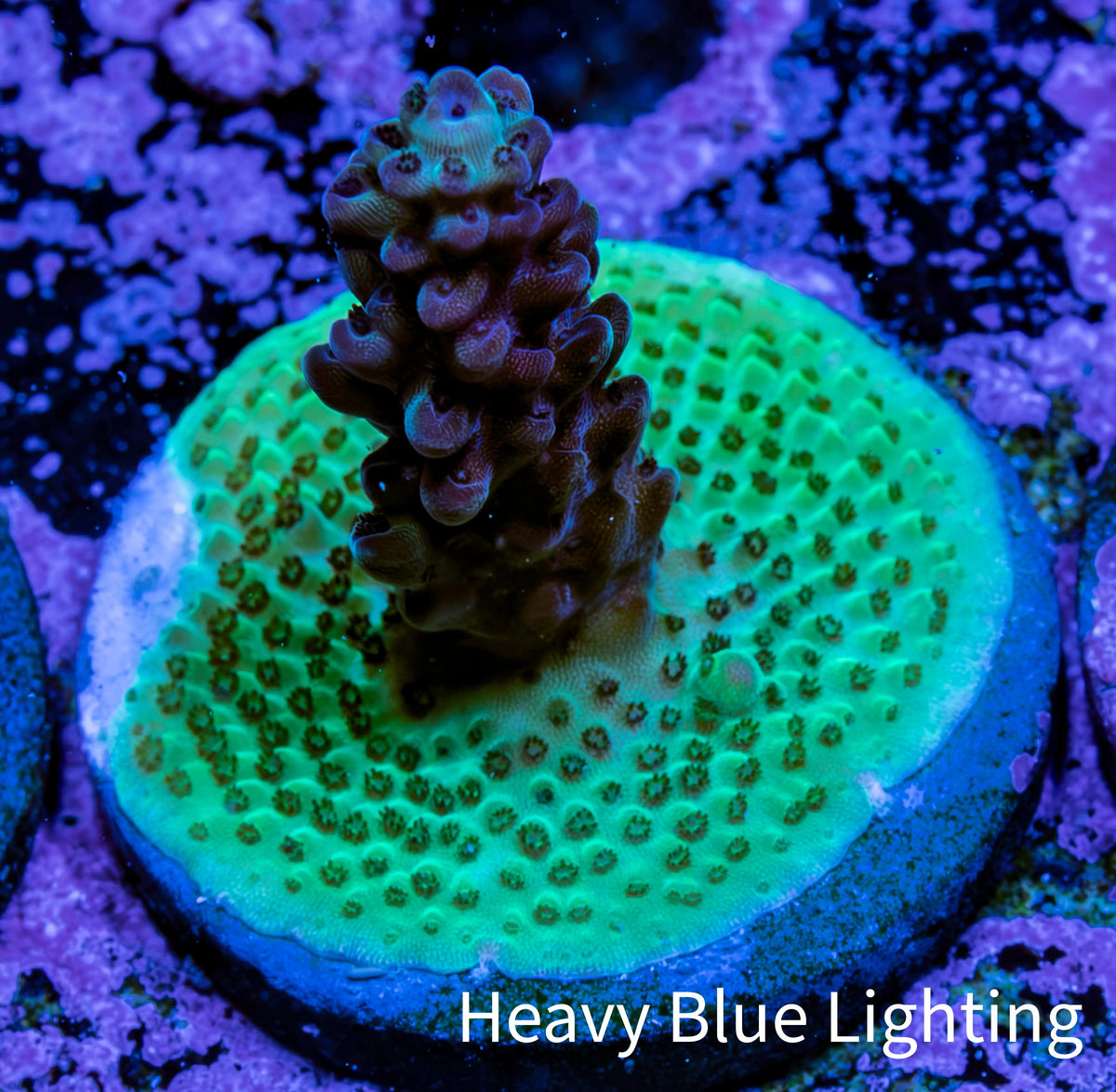 Ultra Neon Green Base Purple Acro Frag WYSIWYG Ultra Neon Green Base Purple Acro Frag WYSIWYG SPS Ultra Neon Green Base Purple Acro Frag WYSIWYG Zeo Box Reef
