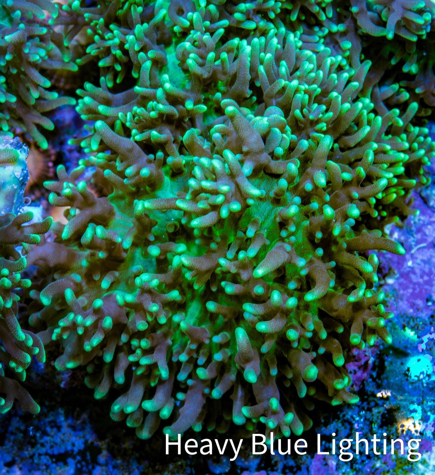 Ultra Neon Green Fluffy Rhodactis Coral - 4cm Ultra Neon Green Fluffy Rhodactis Coral - 4cm Animals & Pet Supplies Ultra Neon Green Fluffy Rhodactis Coral - 4cm Zeo Box Reef