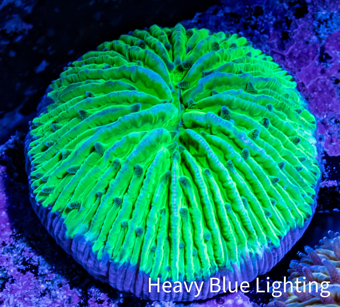 Ultra Neon Green Fungia Coral WYSIWYG 2.5cm F3R3B2 Ultra Neon Green Fungia Coral WYSIWYG 2.5cm F3R3B2 LPS Ultra Neon Green Fungia Coral WYSIWYG 2.5cm F3R3B2 Zeo Box Reef