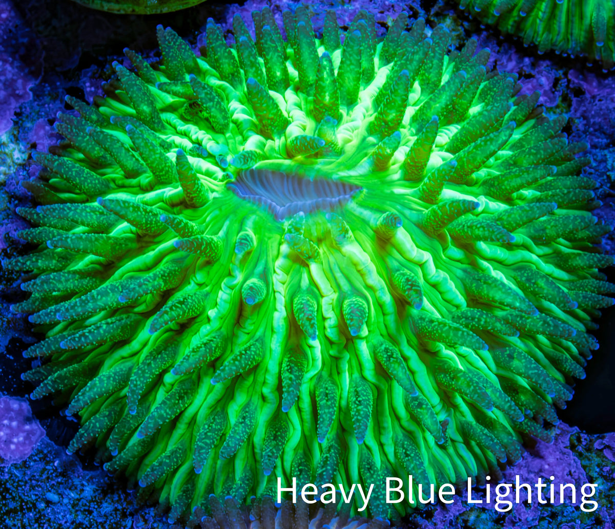 Ultra Neon Green Fungia Coral WYSIWYG 3cm Ultra Neon Green Fungia Coral WYSIWYG 3cm LPS Ultra Neon Green Fungia Coral WYSIWYG 3cm Zeo Box Reef