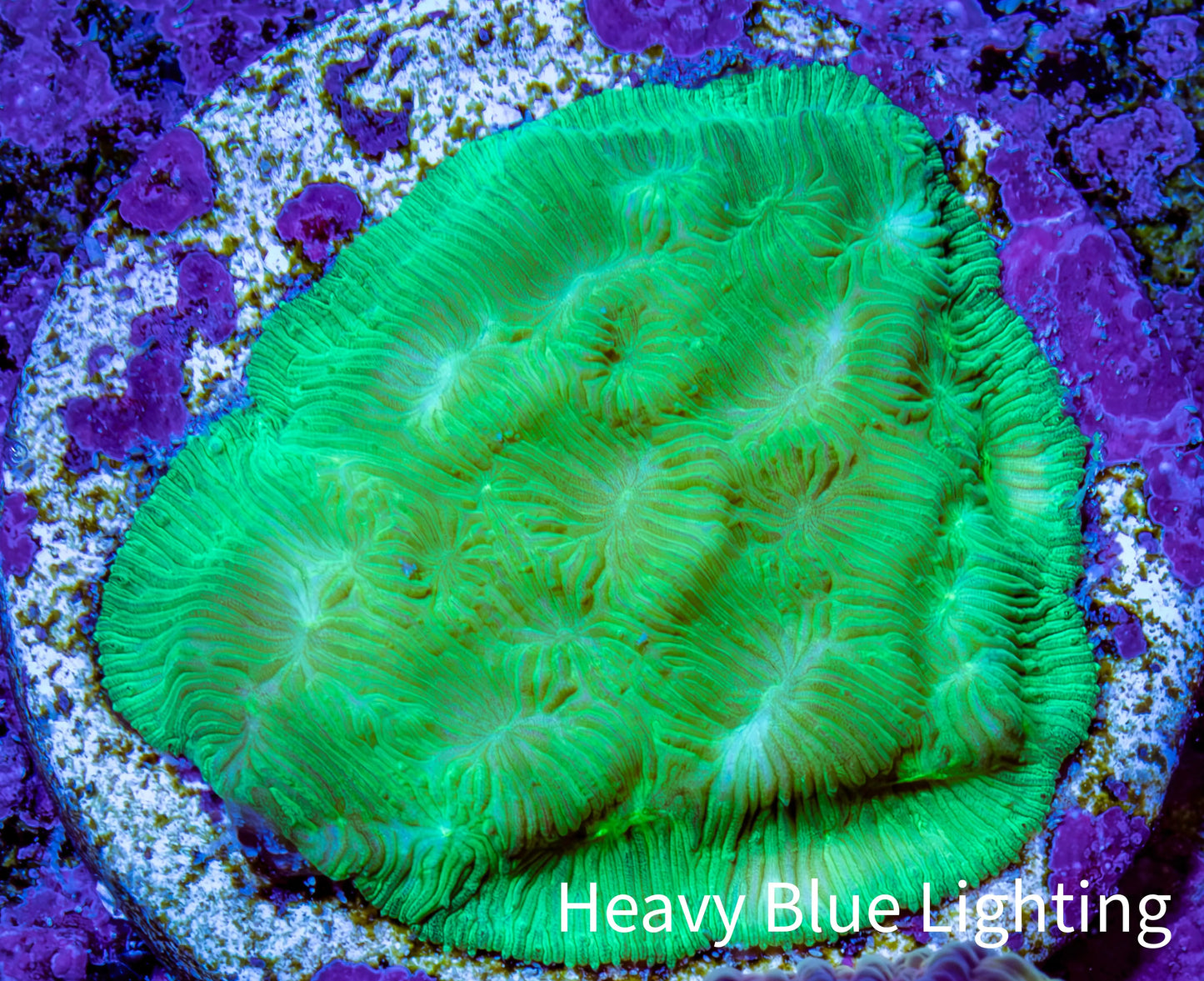 Ultra Neon Green Platygyra Coral Frag WYSIWYG Ultra Neon Green Platygyra Coral Frag WYSIWYG Aquarium Decor Ultra Neon Green Platygyra Coral Frag WYSIWYG Zeo Box Reef