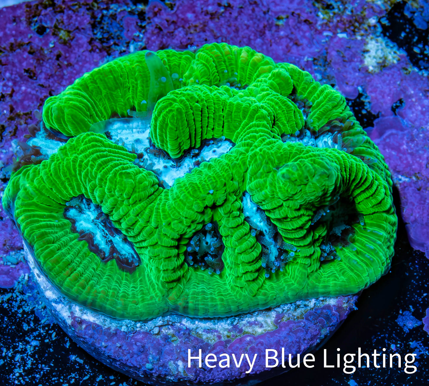 Ultra Neon Green Platygyra Coral Frag WYSIWYG Ultra Neon Green Platygyra Coral Frag WYSIWYG Aquarium Decor Ultra Neon Green Platygyra Coral Frag WYSIWYG Zeo Box Reef