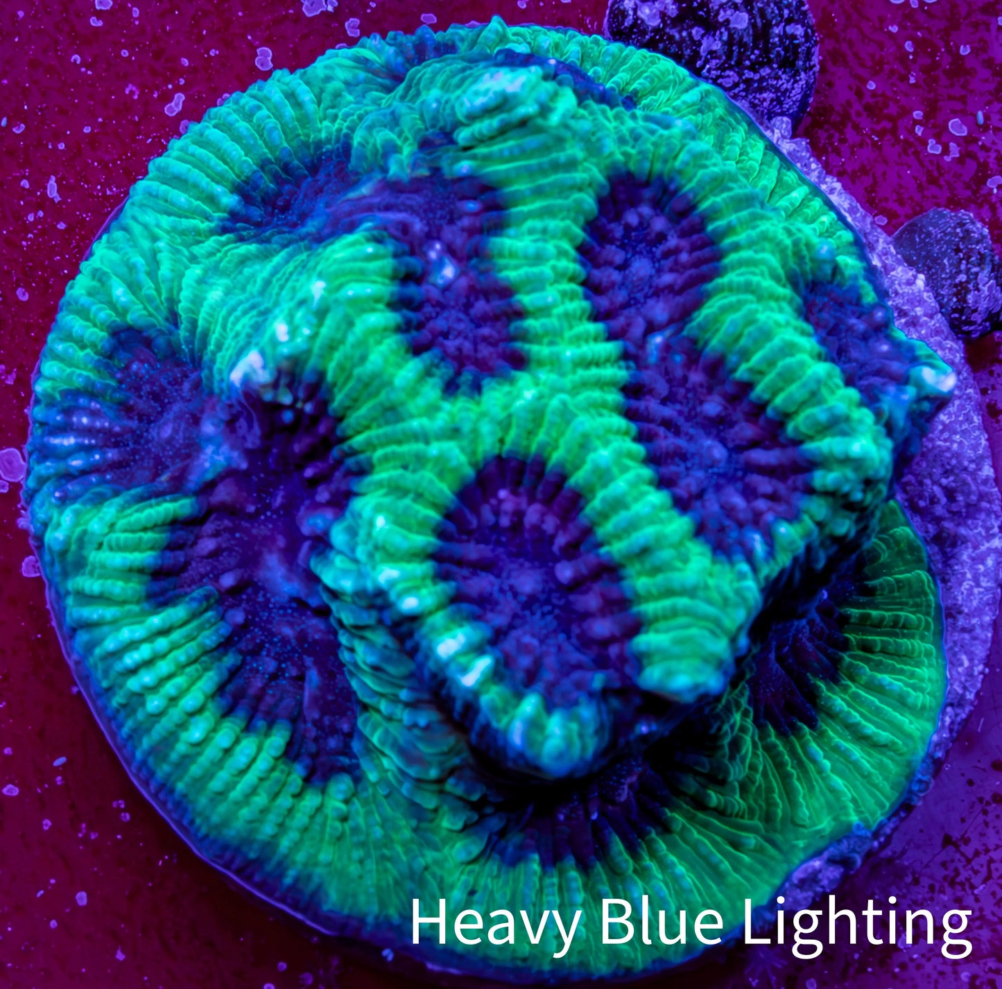 Ultra Neon Green Platygyra Coral Frag WYSIWYG Ultra Neon Green Platygyra Coral Frag WYSIWYG Aquarium Decor Ultra Neon Green Platygyra Coral Frag WYSIWYG Zeo Box Reef