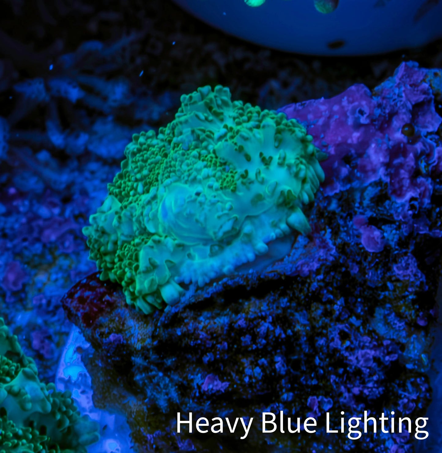 Ultra Neon Green Rhodactis Coral WYSIWYG 1cm Ultra Neon Green Rhodactis Coral WYSIWYG 1cm Animals & Pet Supplies Ultra Neon Green Rhodactis Coral WYSIWYG 1cm Zeo Box Reef