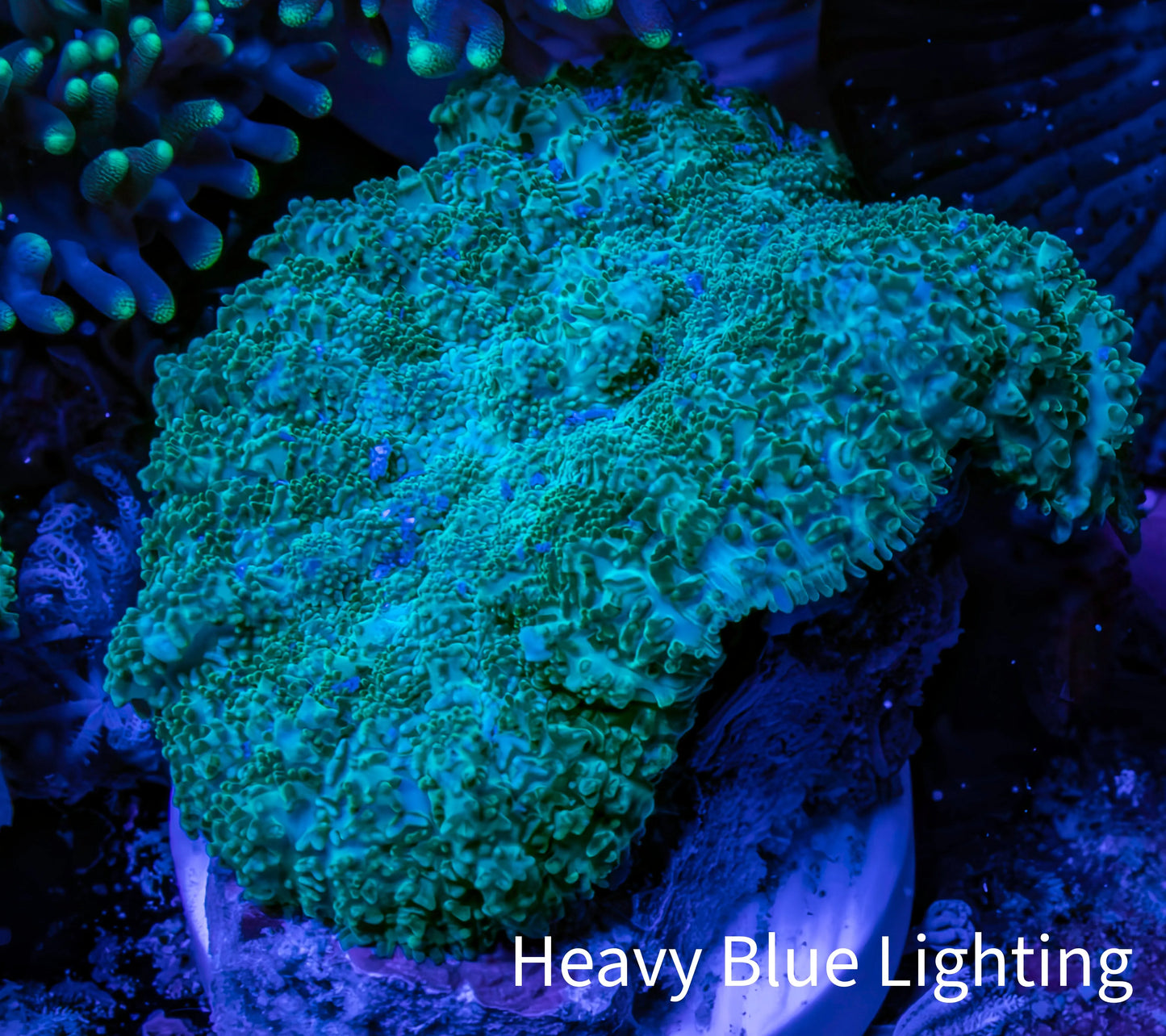 Ultra Neon Green Rhodactis Coral WYSIWYG 2.5cm Ultra Neon Green Rhodactis Coral WYSIWYG 2.5cm Animals & Pet Supplies Ultra Neon Green Rhodactis Coral WYSIWYG 2.5cm Zeo Box Reef