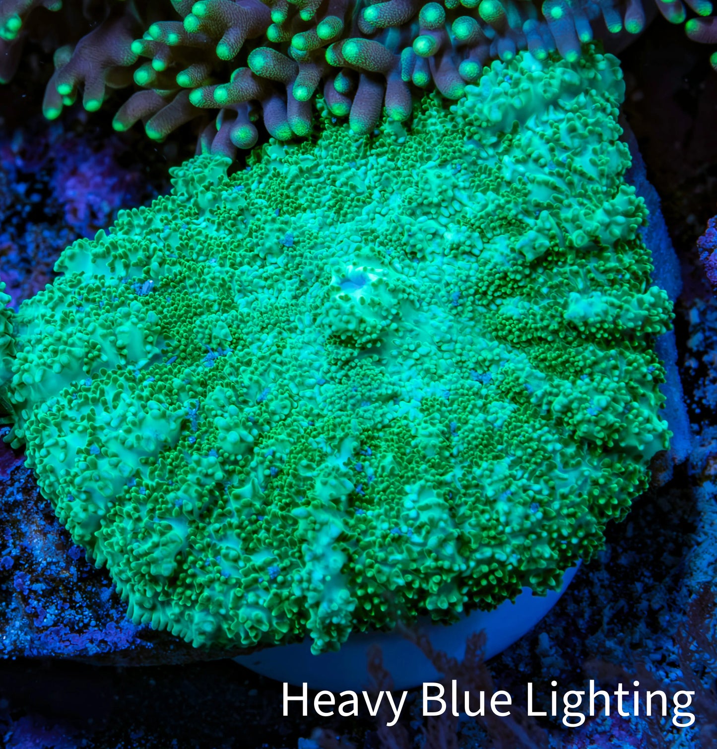 Ultra Neon Green Rhodactis Coral WYSIWYG 3cm Ultra Neon Green Rhodactis Coral WYSIWYG 3cm Animals & Pet Supplies Ultra Neon Green Rhodactis Coral WYSIWYG 3cm Zeo Box Reef