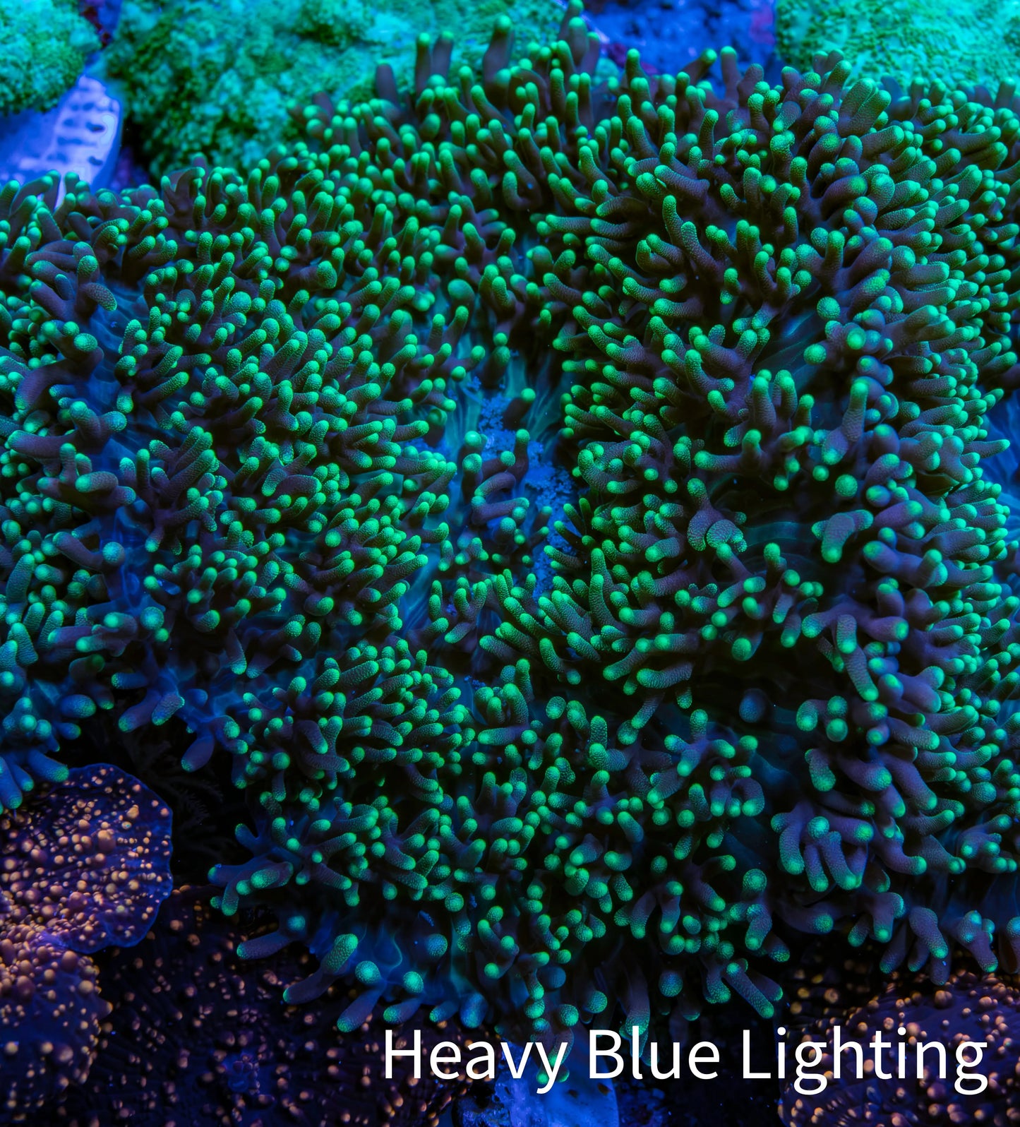 Ultra Neon Green Tip Fluffy Rhodactis Coral WYSIWYG 4cm B3R1B2 Ultra Neon Green Tip Fluffy Rhodactis Coral WYSIWYG 4cm B3R1B2 Animals & Pet Supplies Ultra Neon Green Tip Fluffy Rhodactis Coral WYSIWYG 4cm B3R1B2 Zeo Box Reef